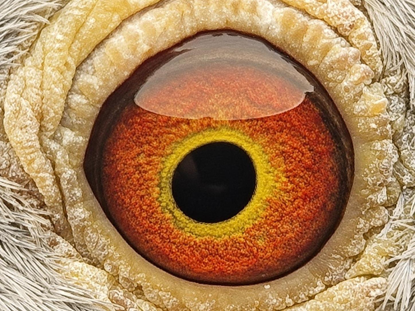 Pigeon eye